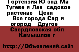 Гортензия Ю энд Ми Тугеве и Лав, садовое растение › Цена ­ 550 - Все города Сад и огород » Другое   . Свердловская обл.,Камышлов г.